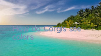 How do Corgis see colors?