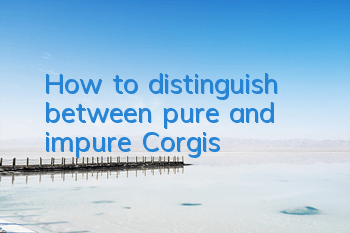 How to distinguish between pure and impure Corgis