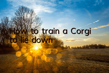 How to train a Corgi to lie down