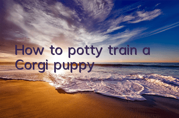 How to potty train a Corgi puppy