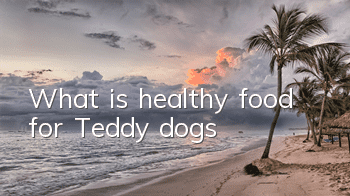 What is healthy food for Teddy dogs?