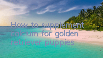 How to supplement calcium for golden retriever puppies