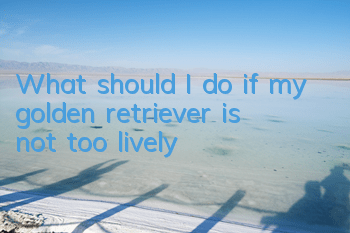 What should I do if my golden retriever is not too lively?