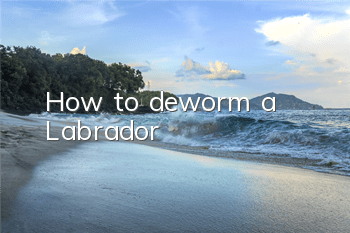 How to deworm a Labrador