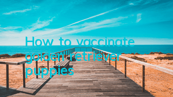 How to vaccinate golden retriever puppies