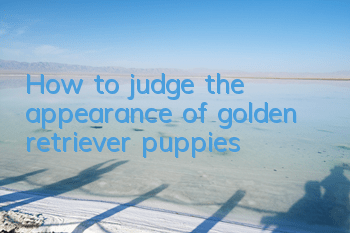 How to judge the appearance of golden retriever puppies