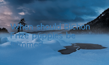 When should Bichon Frize puppies be trimmed?