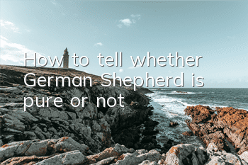 How to tell whether German Shepherd is pure or not?