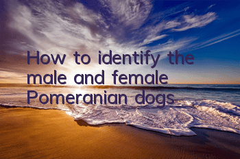 How to identify the male and female Pomeranian dogs
