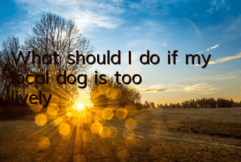 What should I do if my local dog is too lively?