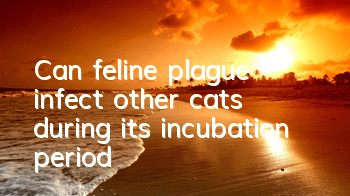 Can feline plague infect other cats during its incubation period?