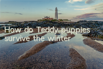 How do Teddy puppies survive the winter?
