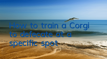 How to train a Corgi to defecate at a specific spot