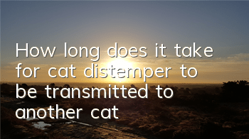 How long does it take for cat distemper to be transmitted to another cat?