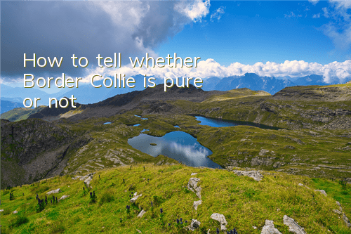How to tell whether Border Collie is pure or not?