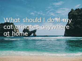 TWhat should I do if my cat urinates anywhere at home?