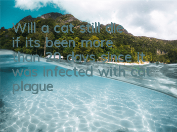 Will a cat still die if it's been more than 20 days since it was infected with cat plague?