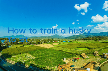 How to train a husky to sit