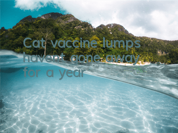 Cat vaccine lumps haven’t gone away for a year