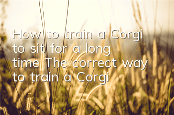 THow to train a Corgi to sit for a long time? The correct way to train a Corgi!