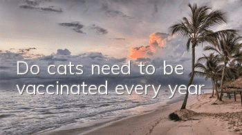 Do cats need to be vaccinated every year?