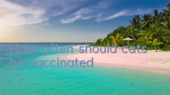 How often should cats be vaccinated?