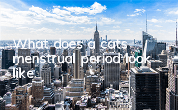 What does a cat’s menstrual period look like?