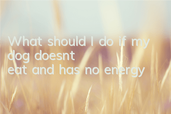TWhat should I do if my dog ​​doesn’t eat and has no energy?