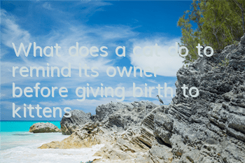 What does a cat do to remind its owner before giving birth to kittens?