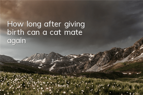 How long after giving birth can a cat mate again?
