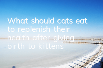 What should cats eat to replenish their health after giving birth to kittens?