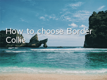 How to choose Border Collie
