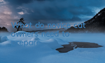 What do novice cat owners need to prepare?
