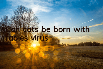 Can cats be born with rabies virus?