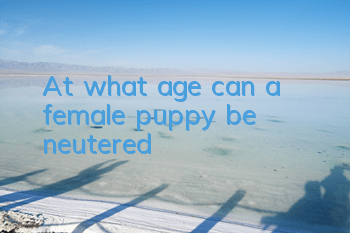 TAt what age can a female puppy be neutered?
