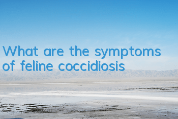 What are the symptoms of feline coccidiosis?