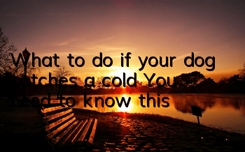 TWhat to do if your dog catches a cold? You need to know this!