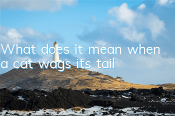 What does it mean when a cat wags its tail?