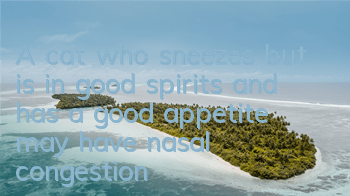 A cat who sneezes but is in good spirits and has a good appetite may have nasal congestion.