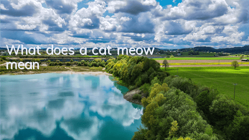 What does a cat meow mean?