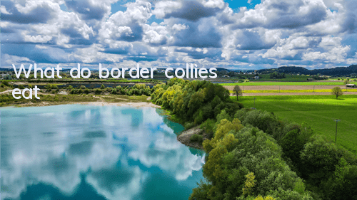 TWhat do border collies eat?