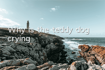 Why is the teddy dog ​​crying?