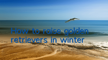 How to raise golden retrievers in winter