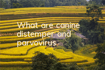 What are canine distemper and parvovirus?