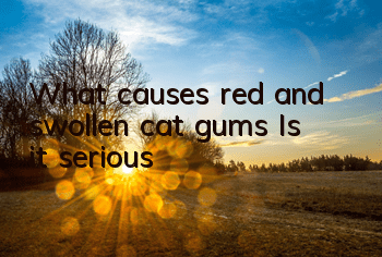 What causes red and swollen cat gums? Is it serious?