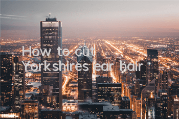 How to cut Yorkshire’s ear hair
