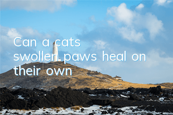 Can a cat's swollen paws heal on their own?
