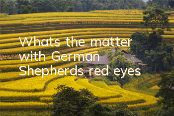 What’s the matter with German Shepherd’s red eyes?