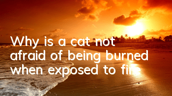Why is a cat not afraid of being burned when exposed to fire?
