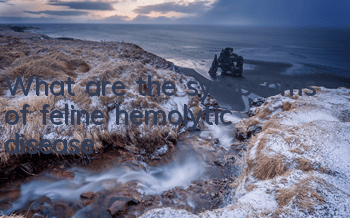 What are the symptoms of feline hemolytic disease?